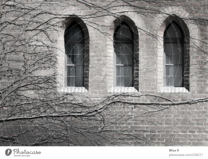 3 Fenster Pflanze Menschenleer Kirche Burg oder Schloss Ruine Mauer Wand Fassade alt dunkel Endzeitstimmung Vergänglichkeit Gemäuer Gebäude Gotik Kirchenfenster
