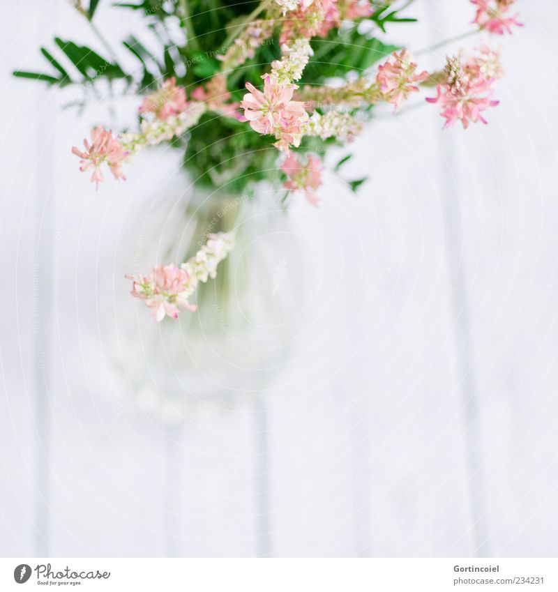 Wiesenblumen Pflanze Blume Blüte hell schön Blumenstrauß Vase Blumenvase Dekoration & Verzierung rosa grün weiß Holztisch Schmetterlingsblütler Saat-Esparsette