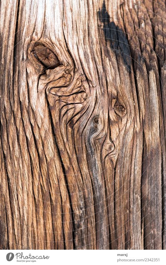 Textur | knorrig Maserung Riss Holz alt authentisch verwittert eigenwillig rustikal Hintergrundbild Farbfoto Gedeckte Farben Außenaufnahme Nahaufnahme abstrakt