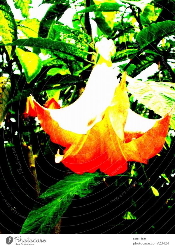 Engelstrompete Baum Blüte Natur orange Detailaufnahme