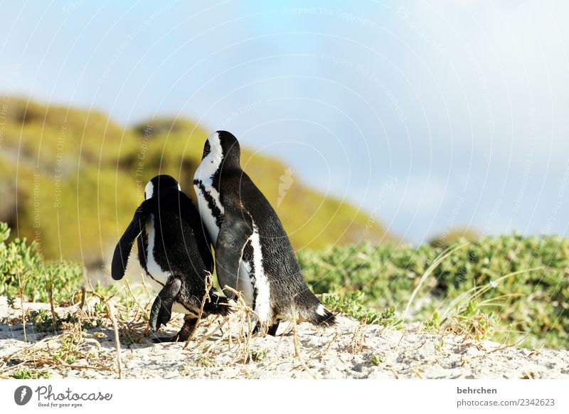 fluchtversuch?! Ferien & Urlaub & Reisen Tourismus Ausflug Abenteuer Ferne Freiheit Natur Himmel Pflanze Gras Strand Meer Wildtier Flügel Pinguin Brillenpinguin