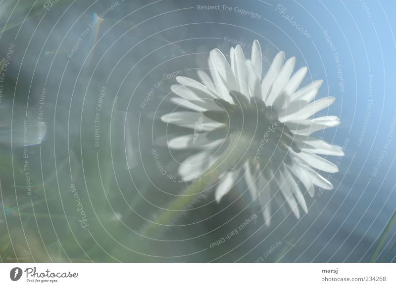 Verträumtes Blümchen Natur Pflanze Frühling Sommer Schönes Wetter Blume Blüte Gänseblümchen Garten Wiese Blühend genießen leuchten träumen Wachstum authentisch