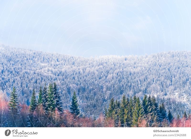 Farben im Winter Umwelt Natur Landschaft Pflanze Himmel Schönes Wetter Eis Frost Schnee Baum Wald Hügel Holz Erholung natürlich schön blau grau grün orange rot