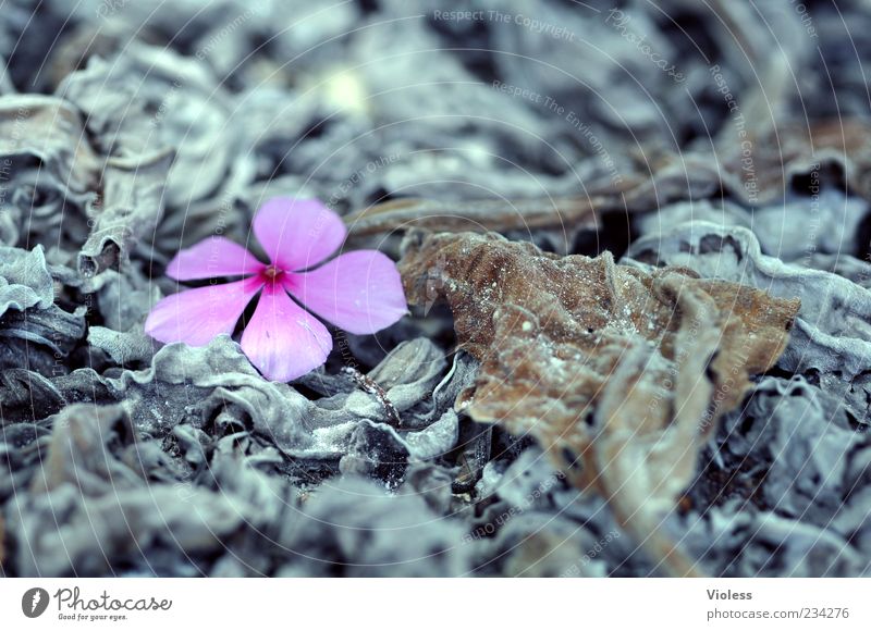 Vergänglichkeit Natur Pflanze Blüte leuchten verblüht natürlich grau unbeständig Blatt Farbfoto Außenaufnahme Nahaufnahme Makroaufnahme Kontrast Unschärfe