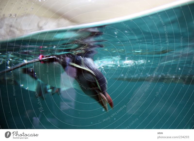 einfach abtauchen [beyond the sea 28] Tier Wasser Meer Wildtier Tiergesicht Flügel Zoo Aquarium Pinguin 1 Schwimmen & Baden drehen Jagd blau exotisch kalt Natur