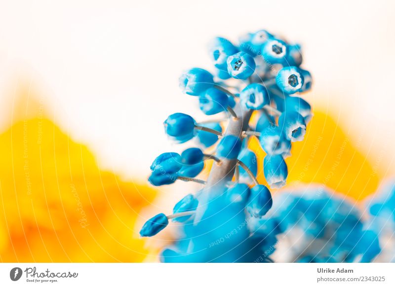 Blaue Traubenhyazinthe (Muscari) Leben harmonisch Wohlgefühl Zufriedenheit Erholung ruhig Spa Ostern Natur Pflanze Frühling Blume Blüte Blühend glänzend