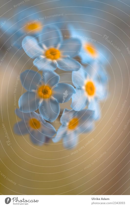 Blaue Blüten des Vergissmeinnicht (Myosotis) elegant Wellness Leben harmonisch Wohlgefühl Zufriedenheit Erholung ruhig Meditation Dekoration & Verzierung Tapete