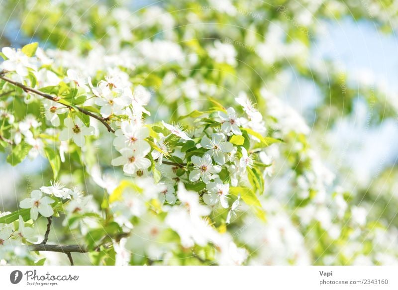 Weiße Blumen auf einem Blüten-Kirschbaum schön Sommer Garten Tapete Gartenarbeit Natur Pflanze Himmel Sonnenlicht Frühling Baum Blatt Blühend Wachstum frisch