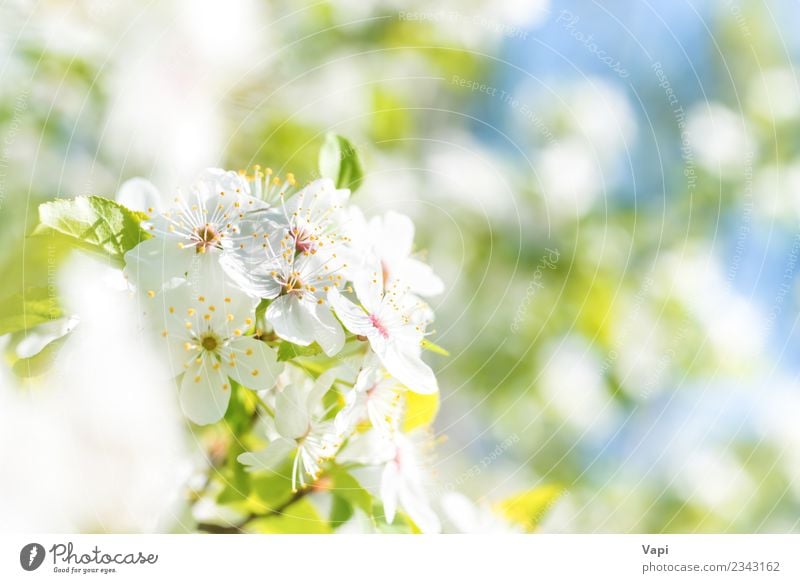 Weiße Blüten auf einem Blüten-Kirschbaum mit weichem Hintergrund Apfel schön Sommer Garten Gartenarbeit Landwirtschaft Forstwirtschaft Umwelt Natur Pflanze