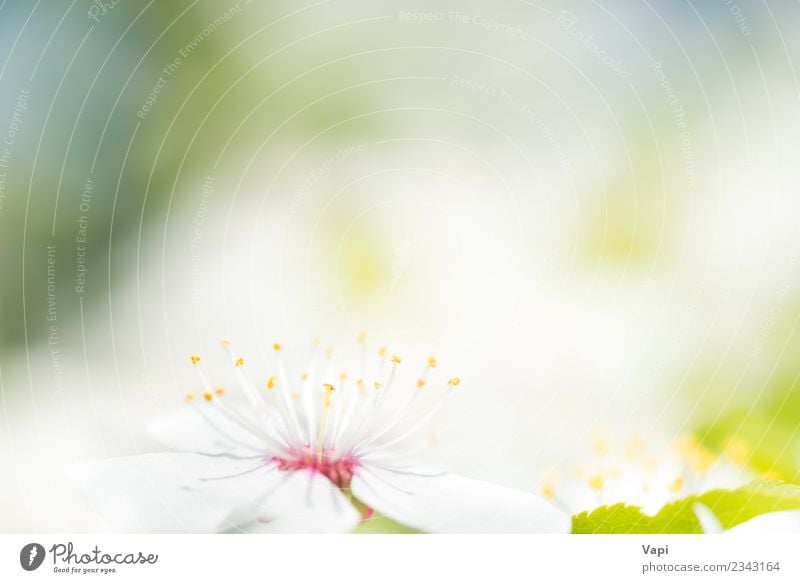 Weiße Blüten auf einem Blüten-Kirschbaum mit weichem Hintergrund schön Sommer Garten Gartenarbeit Umwelt Natur Pflanze Urelemente Sonnenlicht Frühling Baum