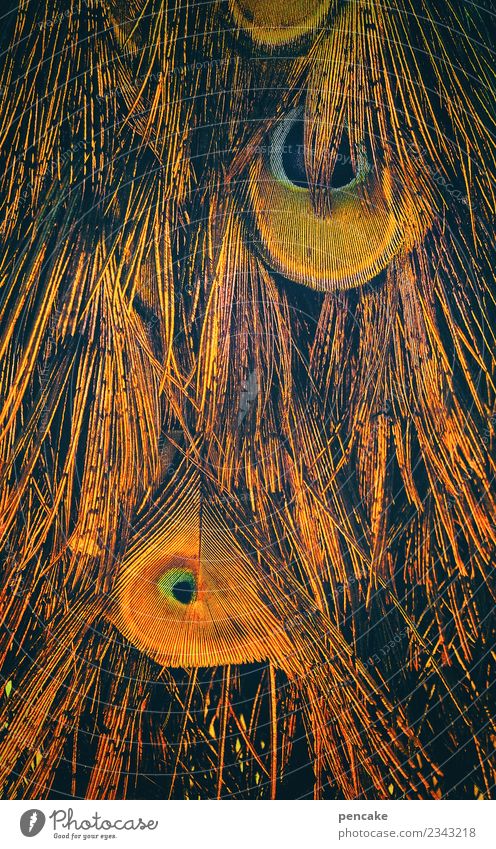 federfeuerwerk Tier Vogel ästhetisch außergewöhnlich Pfauenfeder Dekoration & Verzierung orange blau Tagpfauenauge Feder Kontrast dunkel Farbfoto Außenaufnahme