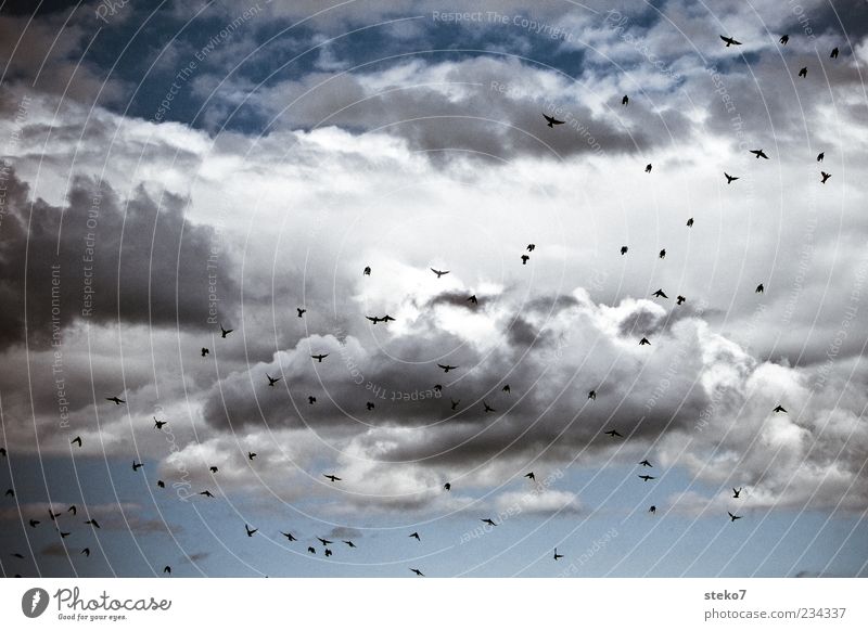 ausschwärmen Wolken Tier Vogel Schwarm fliegen Star aufstrebend blau Ferne Freiheit Farbfoto Außenaufnahme Menschenleer Tag Vogelflug Vogelschwarm viele