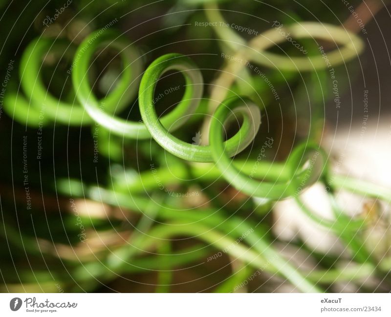 Ringelgras Gras grün Kreis Spirale Pflanze nah außergewöhnlich abstrakt Zoomeffekt Makroaufnahme Natur Strukturen & Formen
