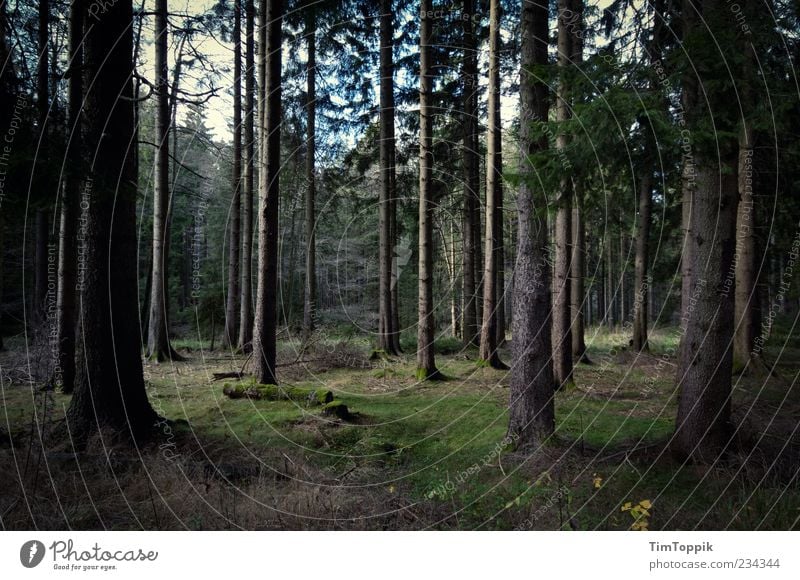 There Will Be No Dawn Umwelt grün Wald Baum Baumstamm Waldboden Deutschland dunkel Einsamkeit Waldlichtung Außenaufnahme Menschenleer