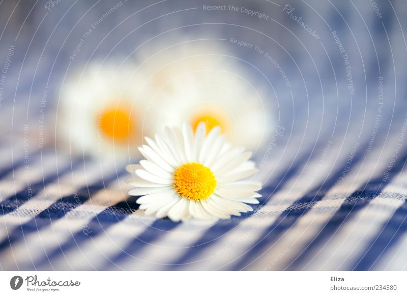 Gänseblümchen-Picknick Frühling Blume hell kariert blau-weiß Sommer Tischwäsche Blütenstempel Blütenblatt zart Nahaufnahme Leichtigkeit alpin Farbfoto