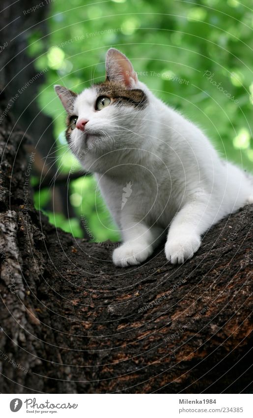 Will runter! Natur Baum Tier Haustier Katze 1 Neugier niedlich oben weiß Angst Klettern Blick festhalten herunterkommen Farbfoto Außenaufnahme