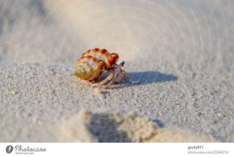 Einsiedlerkrebs III Ferien & Urlaub & Reisen Ferne Sommer Strand Meer Umwelt Sand Küste Tier Wildtier Muschel Tiergesicht Fährte Krebstier 1 Bewegung entdecken