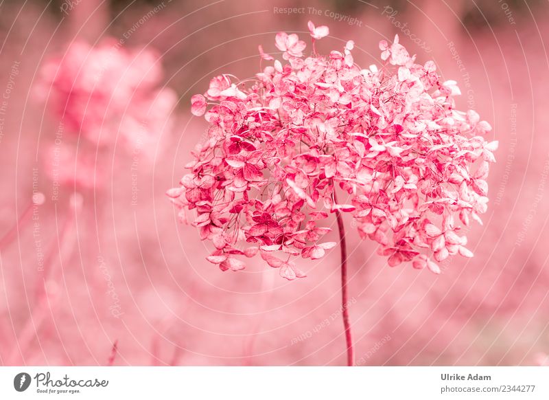 Verblühte Hortensien in Rosa elegant Wellness Leben harmonisch Wohlgefühl Zufriedenheit Erholung ruhig Meditation Dekoration & Verzierung Tapete Bild