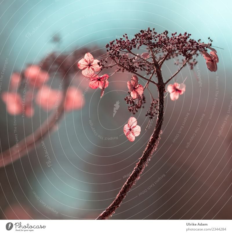 Verblühte Hortensien im Licht - Natur Wellness Leben harmonisch Wohlgefühl Zufriedenheit Erholung ruhig Meditation Trauerfeier Beerdigung Pflanze Herbst Blume
