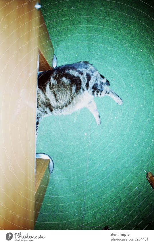 mind your step Fußmatte Fell Haustier Katze 1 Tier liegen schlafen dick trashig wild grün Gelassenheit ruhig Trägheit bequem Erholung analog Farbfoto