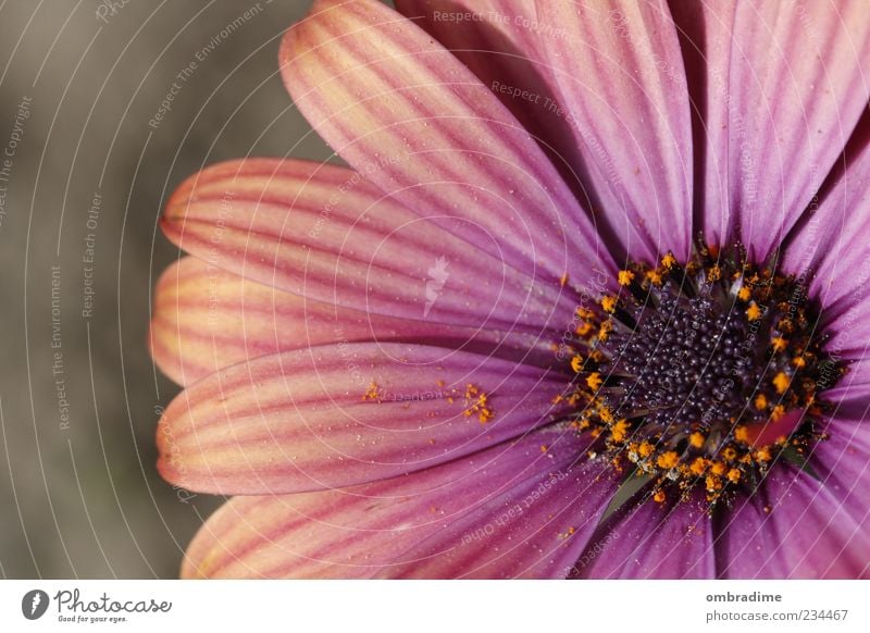 FLOWER POWER Umwelt Natur Pflanze Frühling Sommer Schönes Wetter Blume Blüte schön mehrfarbig violett rosa Farbfoto Außenaufnahme Nahaufnahme Detailaufnahme