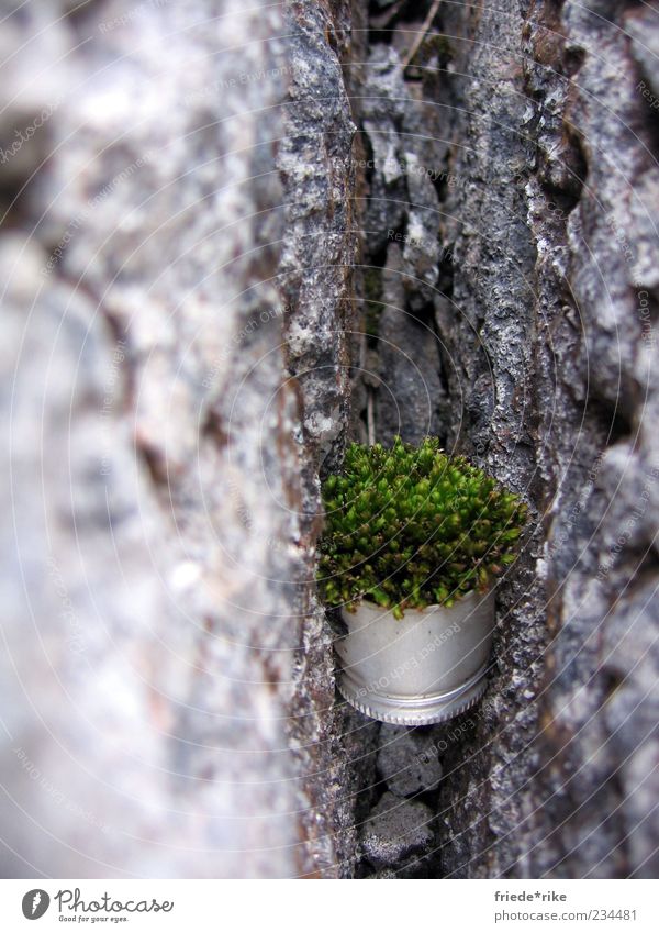 Überlebenskünstler Umwelt Natur Pflanze Moos Felsen Schraubverschluss Stein hängen fest grau grün silber Farbfoto Außenaufnahme Tag klemmen fixieren zwischen