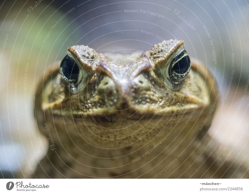 Schau mir in die Augen Kleines... Tier Frosch 1 dick nah ernst Makroaufnahme Kröte gegenüber neutral Nase Gesicht grün Blick Kontrolle Iris Pupille mund