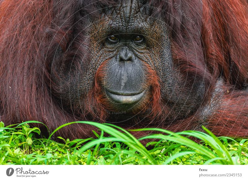 Close Up Aufnahme eines liegenden Orangutans Natur Bart Vollbart Behaarung Brustbehaarung Tier Wildtier Tiergesicht Zoo 1 beobachten Denken Erholung hängen