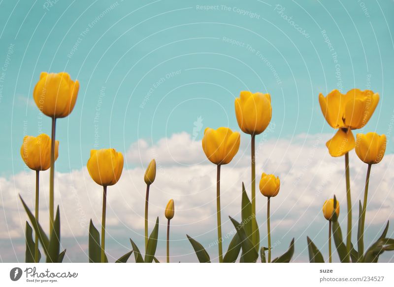 Zuwachs der gelben Püppchen Garten Umwelt Natur Landschaft Pflanze Himmel Wolken Frühling Sommer Klima Schönes Wetter Tulpe Blühend Duft Wachstum Freundlichkeit
