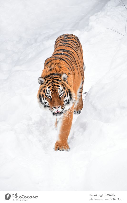 Hochwinkelansicht des Tigers beim Gehen auf Schnee Natur Tier Winter Wildtier Tiergesicht Zoo Amur-Tiger sibirischer Tiger Raubkatze Katze Säugetier