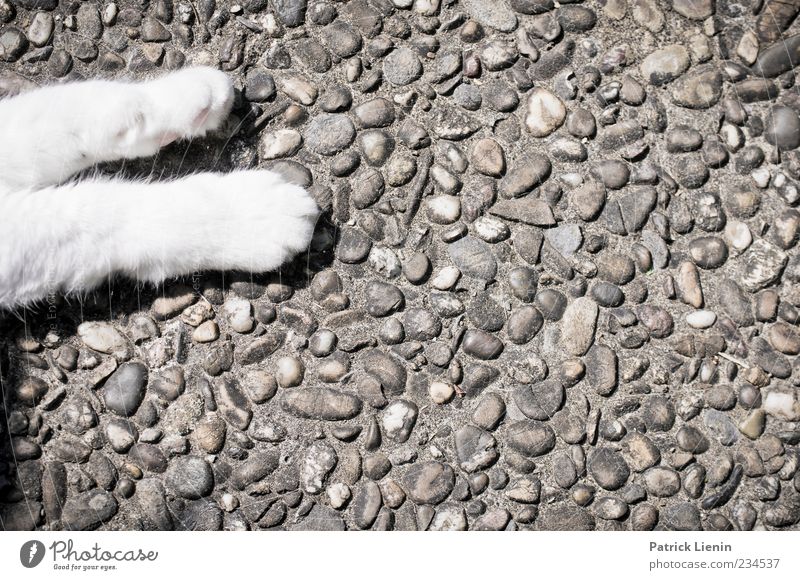 lazy Kitty Tier Haustier Katze Pfote 1 liegen schlafen ästhetisch niedlich schön Stimmung Zufriedenheit Geborgenheit Einsamkeit Erholung Beine Steinplatten