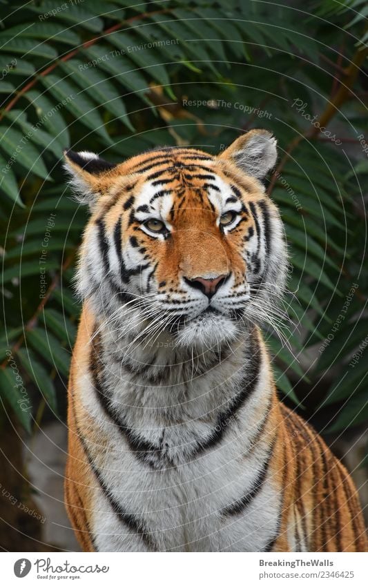 Nahaufnahme des Tigers mit Blick auf die Kamera Natur Tier Wildtier Tiergesicht Zoo Raubkatze wild Amur-Tiger sibirischer Tiger Katze Säugetier Fleischfresser
