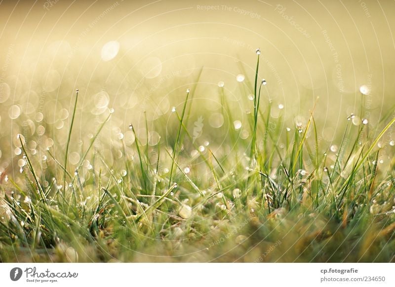 Ambrossia Natur Pflanze Wassertropfen Sonne Sonnenlicht Frühling Sommer Schönes Wetter Gras Grünpflanze Wiese Wachstum Farbfoto Außenaufnahme Morgen