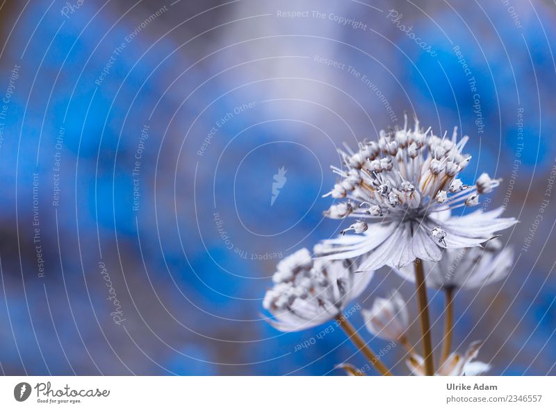 Blüte der Sterndolde (Astrantia) elegant Wellness Leben harmonisch Wohlgefühl Zufriedenheit Erholung ruhig Meditation Bild Postkarte Hintergrundbild Muster
