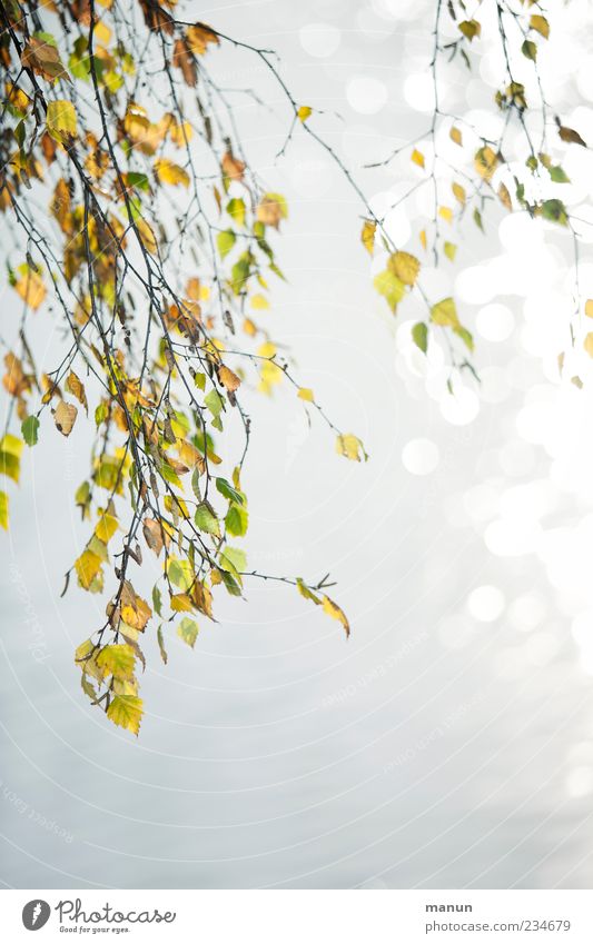 Birkenfoto Natur Sommer Herbst Baum Blatt Zweige u. Äste Birkenblätter herbstlich Herbstbeginn Herbstfärbung natürlich schön ruhig Farbfoto Außenaufnahme