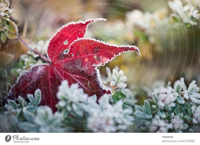 Frostfoto Natur Herbst Winter Eis Pflanze Sträucher Blatt Herbstlaub herbstlich Raureif authentisch kalt natürlich grün Farbfoto Außenaufnahme Nahaufnahme