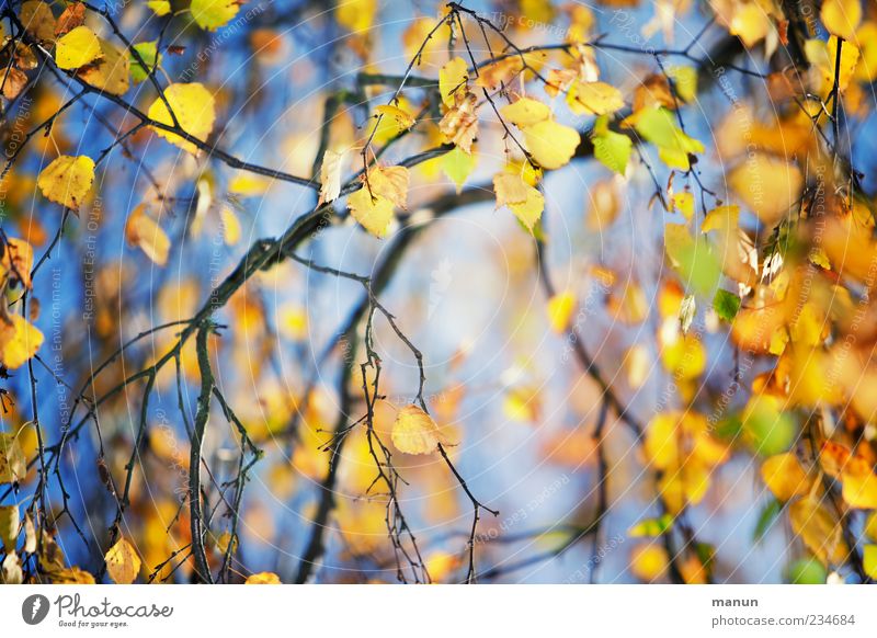 Blätterfoto Natur Herbst Baum Blatt Birke Birkenblätter Zweige u. Äste Herbstlaub herbstlich Herbstfärbung Herbstbeginn blau gelb gold Jahreszeiten Farbfoto