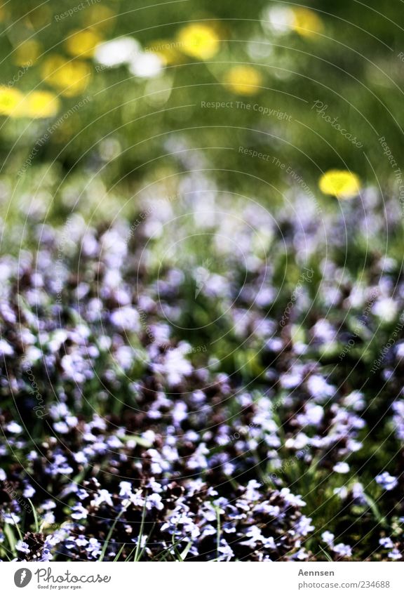 Blumen so weit das Auge reicht Pflanze Sonnenlicht Sommer Schönes Wetter Gras Blüte Blühend Duft gelb violett Stimmung Frühlingsgefühle ruhig Gefühle Farbfoto
