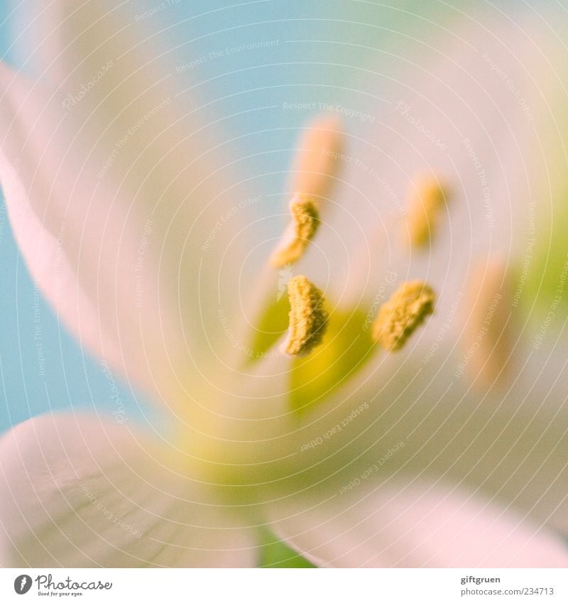 frühling Umwelt Natur Pflanze Frühling Blume Blüte Blühend frisch Sauberkeit weiß Blütenblatt Blütenstempel Pollen Pflanzenteile fein zierlich Wachstum Farbfoto