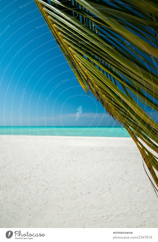 Das Leben genießen beste Zeit grün Palme weißer Sand rein Wasser Aquamarin Kristalle übersichtlich türkis Wind Sonne Sonnenschein loce Freude Vakanz