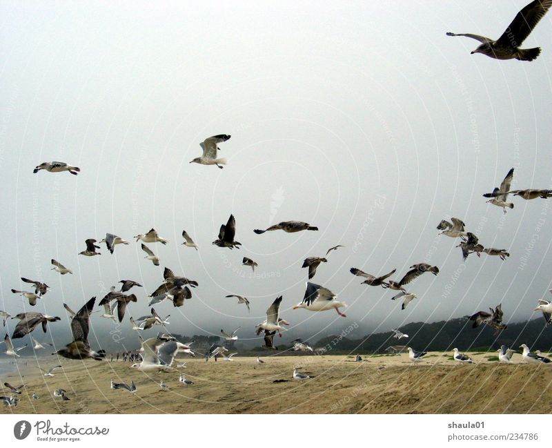 Sea Gulls Tier Himmel Strand Vogel Flügel Möwe Tiergruppe Schwarm Bewegung fliegen grau elegant Zusammenhalt Farbfoto Außenaufnahme Menschenleer Vogelflug