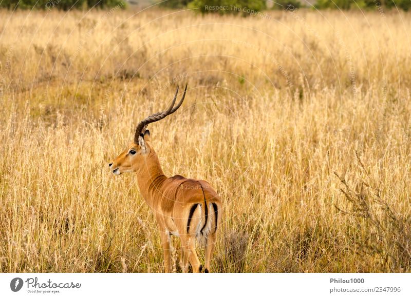 Impala in der Savannenlandschaft Menschengruppe Umwelt Tier Flamingo weiß Afrika Nairobi Afrikanisch Hintergrund groß Eber zervikal Vielfalt Elenantilope Fauna