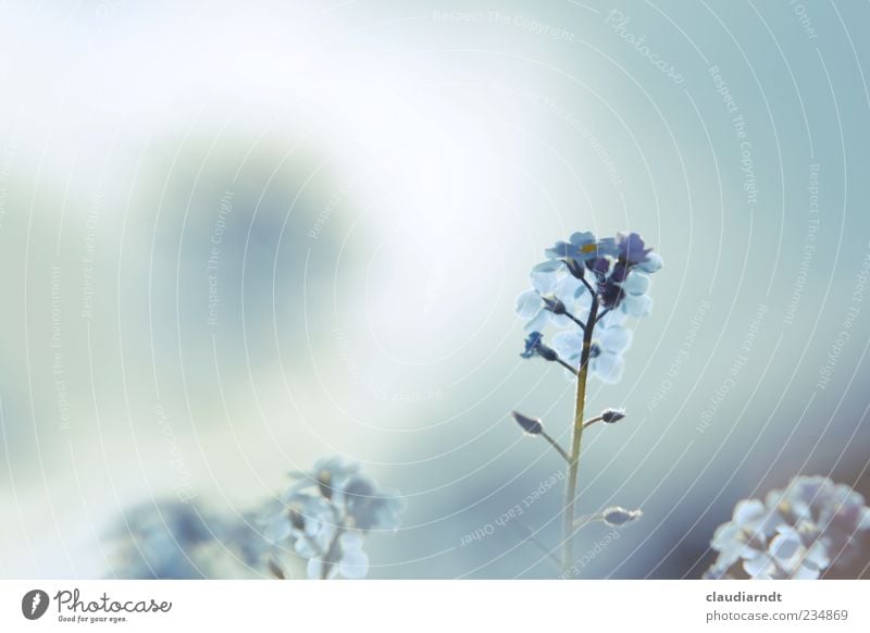 blassblau Natur Pflanze Himmel Frühling Sommer Blume Blüte Vergißmeinnicht schön Unschärfe Pastellton zart Farbfoto Detailaufnahme Menschenleer