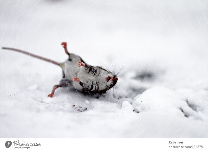 MauseTOTgefroren Natur Wetter Eis Frost Schnee USA Amerika Tier Wildtier Totes Tier 1 Tierjunges außergewöhnlich Ekel trist grau schwarz weiß Tod gefährlich