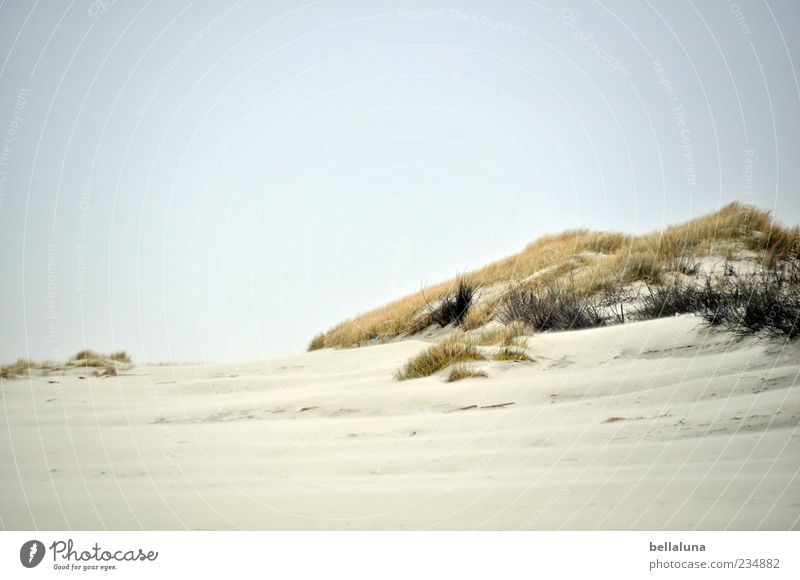 Spiekeroog | Eine Düne für Läns. Umwelt Natur Landschaft Pflanze Sand Himmel Wolkenloser Himmel Schönes Wetter Wärme Wildpflanze Küste Strand Nordsee Meer schön