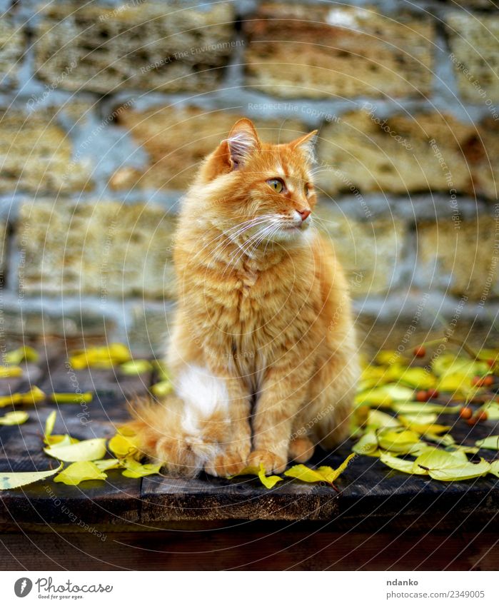 rote Katze sitzend Tier Haustier 1 niedlich gelb orange Hintergrund heimisch fluffig Tabby eine reizvoll Behaarung jung Farbfoto Menschenleer Porträt Blick