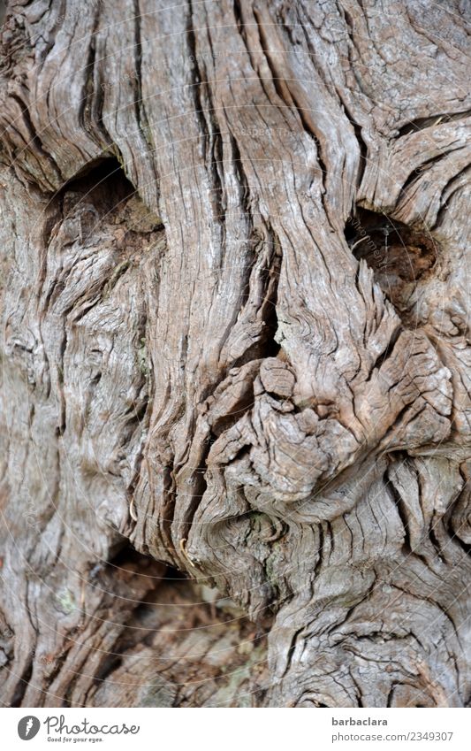 fürchterlich l knorriger Wurzelmann Gesicht Klima Baum Holz Linie Blick alt außergewöhnlich Gefühle bizarr Natur Sinnesorgane Überleben Umwelt Verfall
