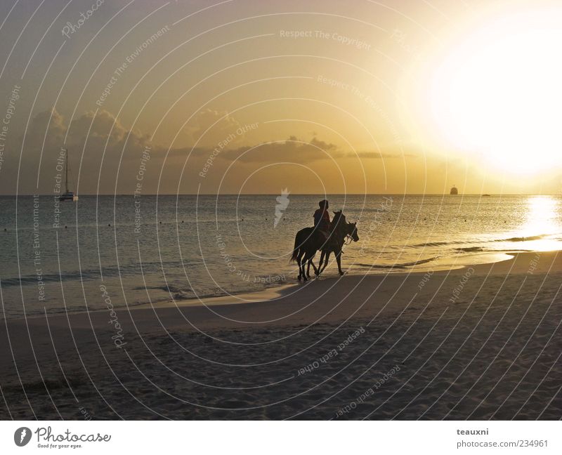 easy rider Reiten Reitsport Mensch 2 Sonnenaufgang Sonnenuntergang Strand Meer Karibisches Meer Pferd Tier Romantik ruhig Abenteuer ästhetisch Erholung Farbfoto