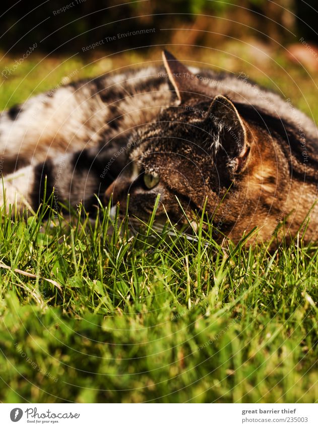 Katze Wiese Sommer Fell Natur Tier Haustier 1 liegen grün Perspektive beobachten Gras Wachsamkeit Farbfoto mehrfarbig Außenaufnahme Menschenleer