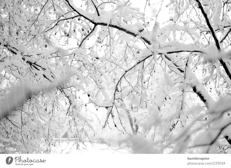 Who by water Winter Schnee Umwelt Natur Wetter Eis Frost Baum Wald frieren kalt weich weiß analog Ast Menschenleer Schwarzweißfoto Außenaufnahme